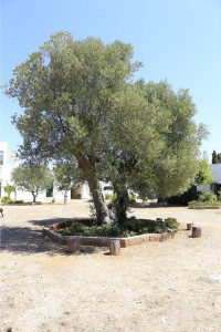 Albero di ulivo          