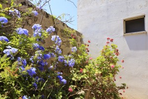 I fiori di Masseria Pizzo  